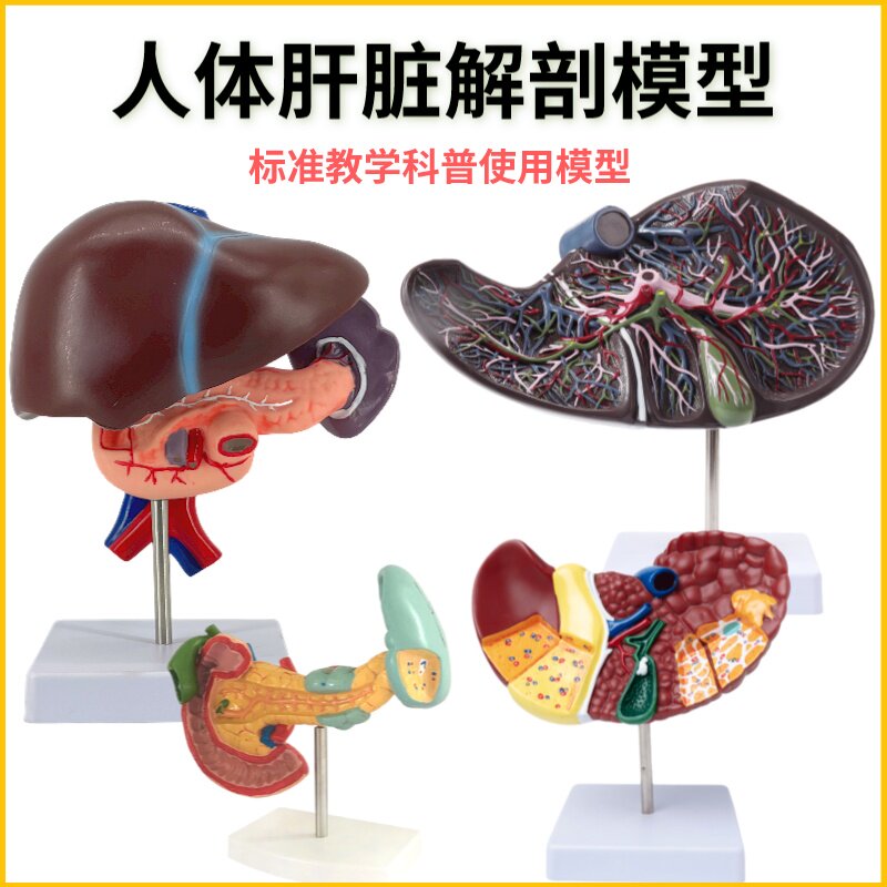 人体仿真肝脏模型肝解剖模型肝胆胰脾十二指肠浮雕病变肝胆胰模型