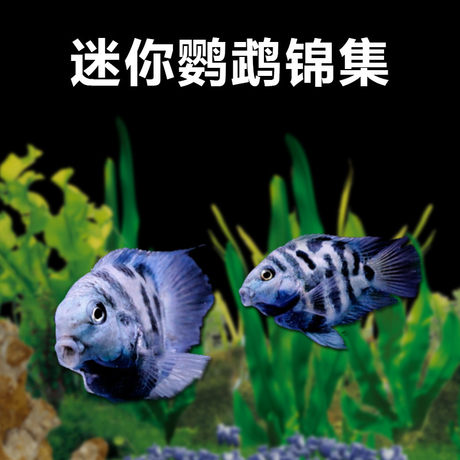 迷你宝蓝鹦鹉鱼可繁殖小型金鱼活体观赏鱼淡水热带鱼新品推荐