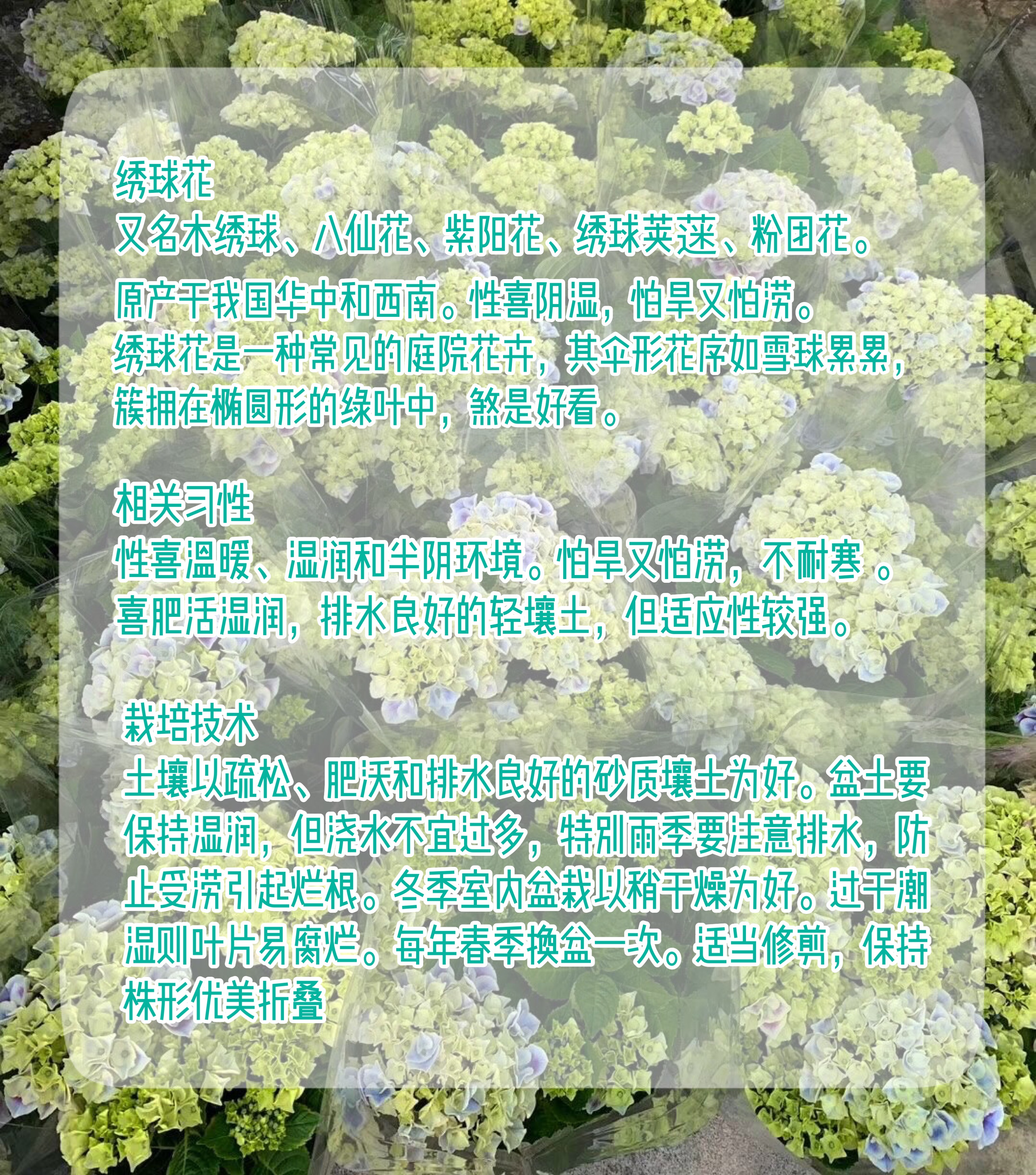 繡球花苗植物無盡夏好養開花不斷盆栽花卉植物庭院室內易養活包郵 繡球花苗植物無盡夏好養開花不斷盆栽花卉植物庭院室內易養活包郵