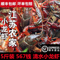 Crayfish live aquatic products 5 catties 567 Qian Xuejin Lake Clearwater Live crevette riz paddies Freshwater Shrimp Mega Crayfish Seafood