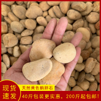 Yellow pebbles Yellow Rain Flower Stone yellow washed ground landscaping stone Park courtyard paving factory direct sales