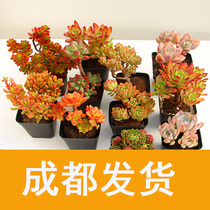Succulent plant super large succulent plant combination potted set meal old pile Zhuang clear shed small expensive goods shipments in Chengdu