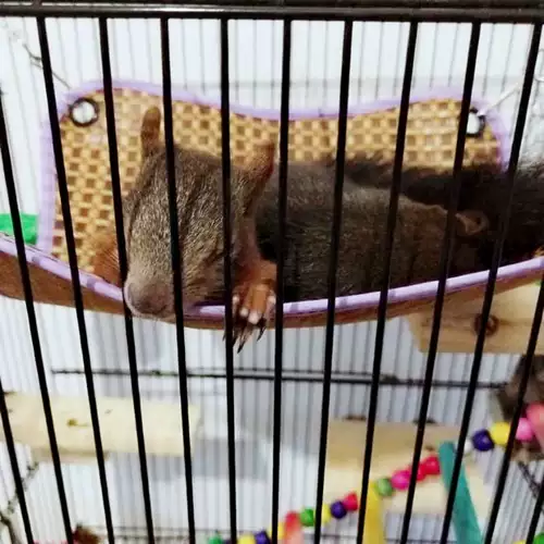 Белка холст висящих кровать летающие медовые карманы мыши 鼯 松 松 松 松 松 松 松 松 松 松 松 松 松