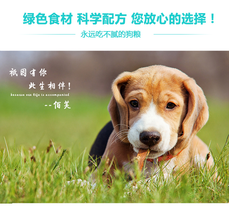 PETFROH 佰 芙 Bỉ nhập khẩu thức ăn cho chó 3 kg cá hồi tự nhiên không có thung lũng teddy vàng tóc pet staple thực phẩm thức ăn khô cho chó
