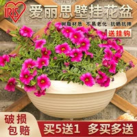 Alice Refill с крючкой стены висит цветочный горшок 250/300/360 Балконы растения цветочные цветочные семейства