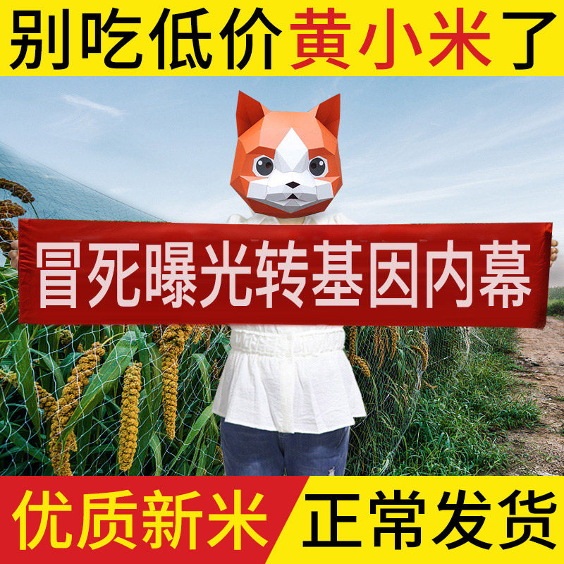 Yellow millet 2021 Xinmi 5 catty rice porridge Shaanxi North rice fat Cereals Farmglutinous Moon small yellow rice