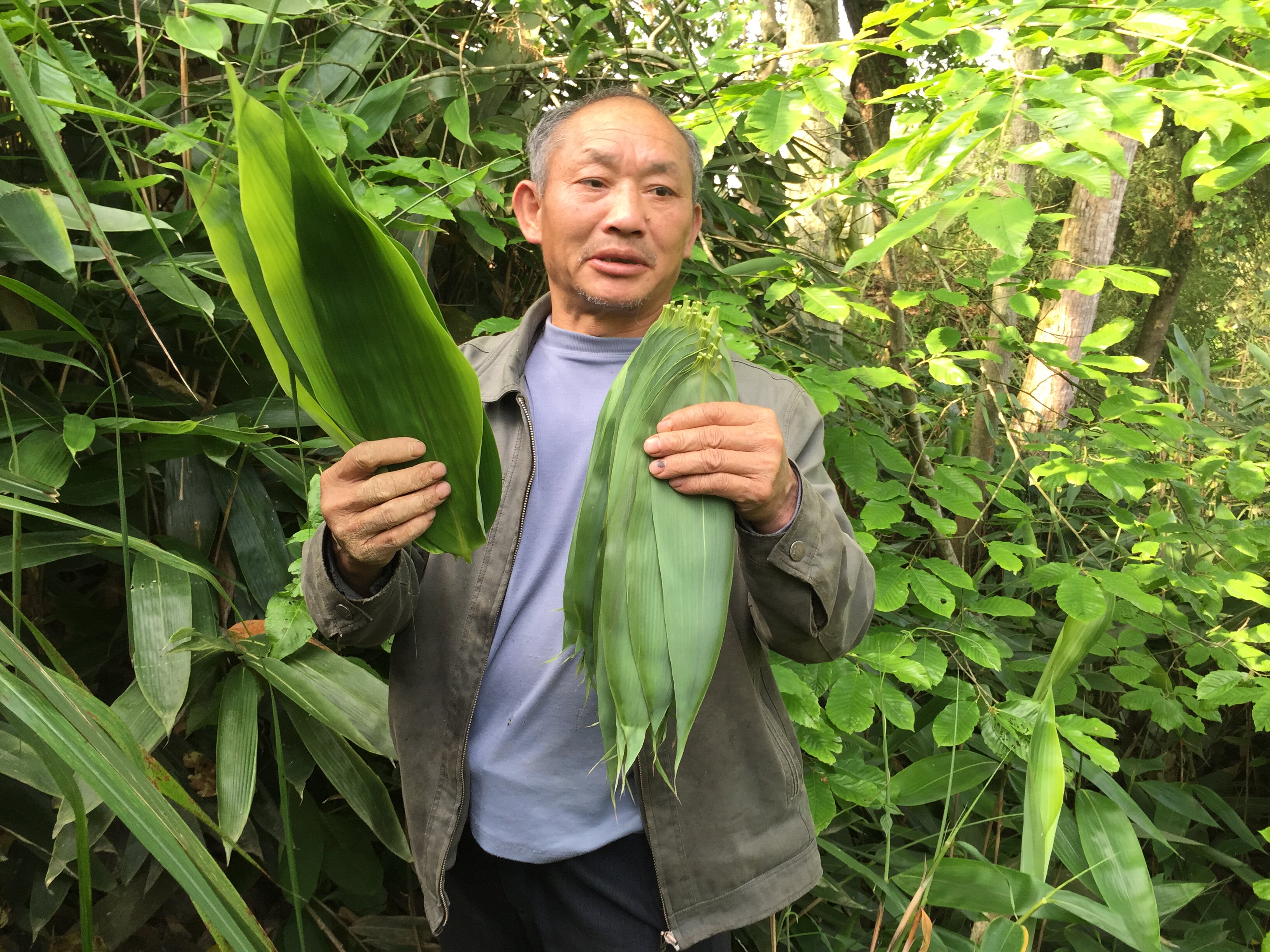 棕叶,粽叶树_大山谷图库