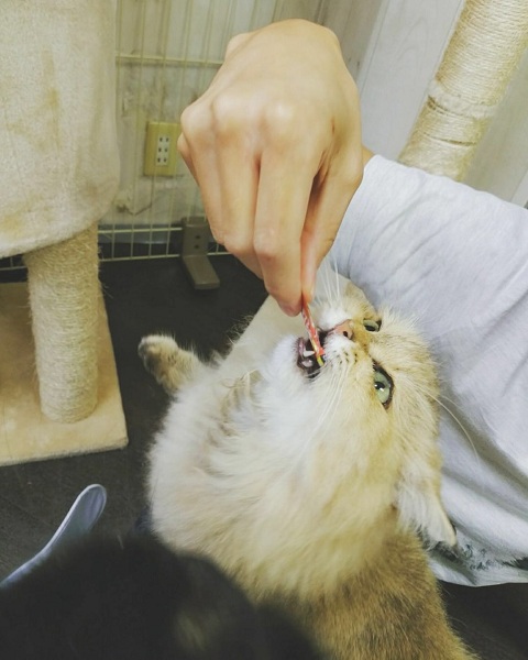 Tại chỗ CIAO mèo ăn nhẹ nhập khẩu CIAO dải sữa lắc Inabao thanh sữa snack 4 gói Sản phẩm phi quốc gia hạt royal canin kitten