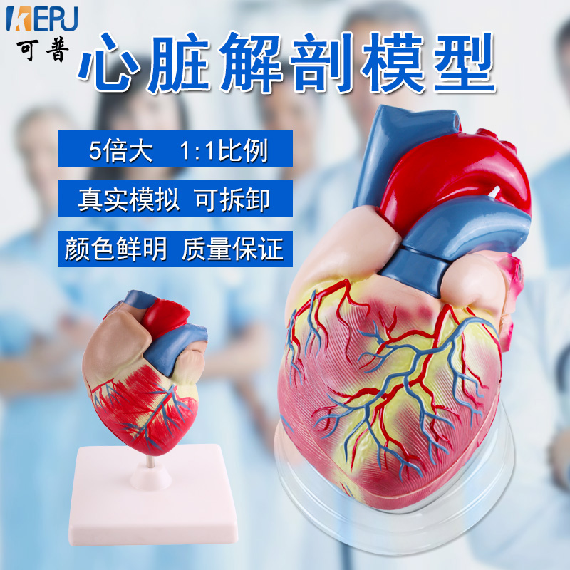 可普 心脏模型1.1教学人体心脏解剖模型可拆卸自然3倍5倍放大冠状动脉心血管 学生生物医学心内科教学标本