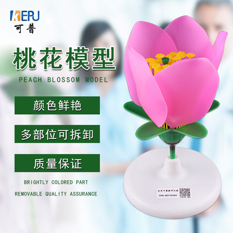 桃花模型花蕊花瓣放大五花瓣子房蕊太阳花 喇叭花 苹果花 油菜花 豌豆土豆花的结构构造解剖模型