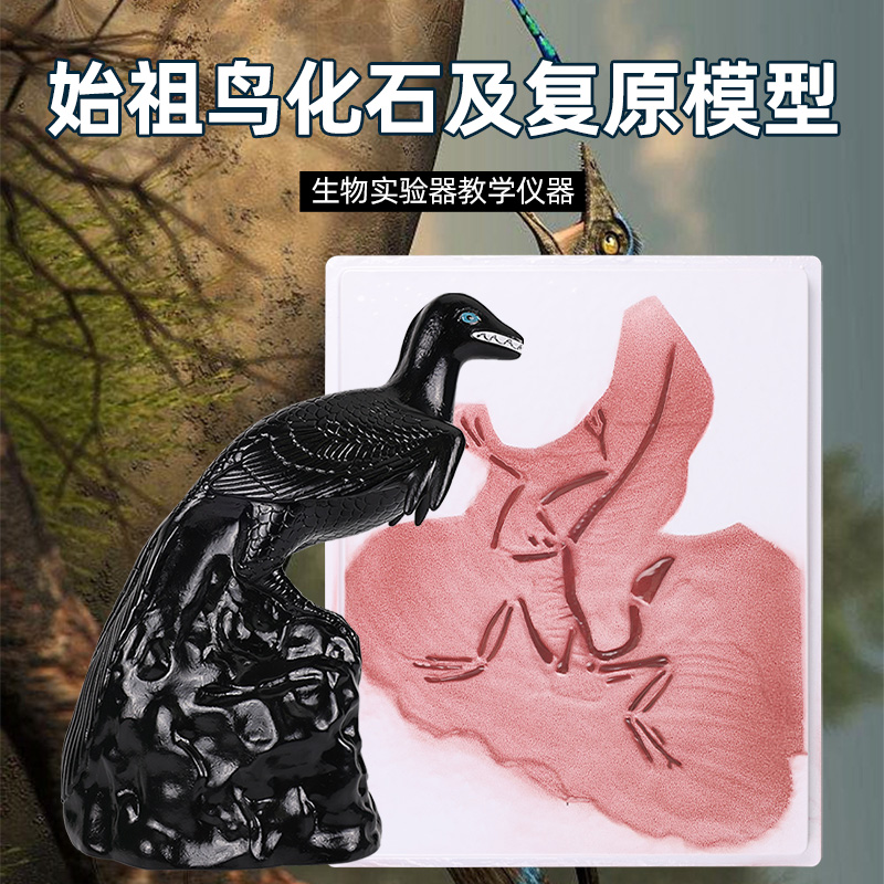 始祖鸟化石及复原模型 鸟纲分类鸟的起源进化论古生物学实验器材教具 初中生物教学仪器
