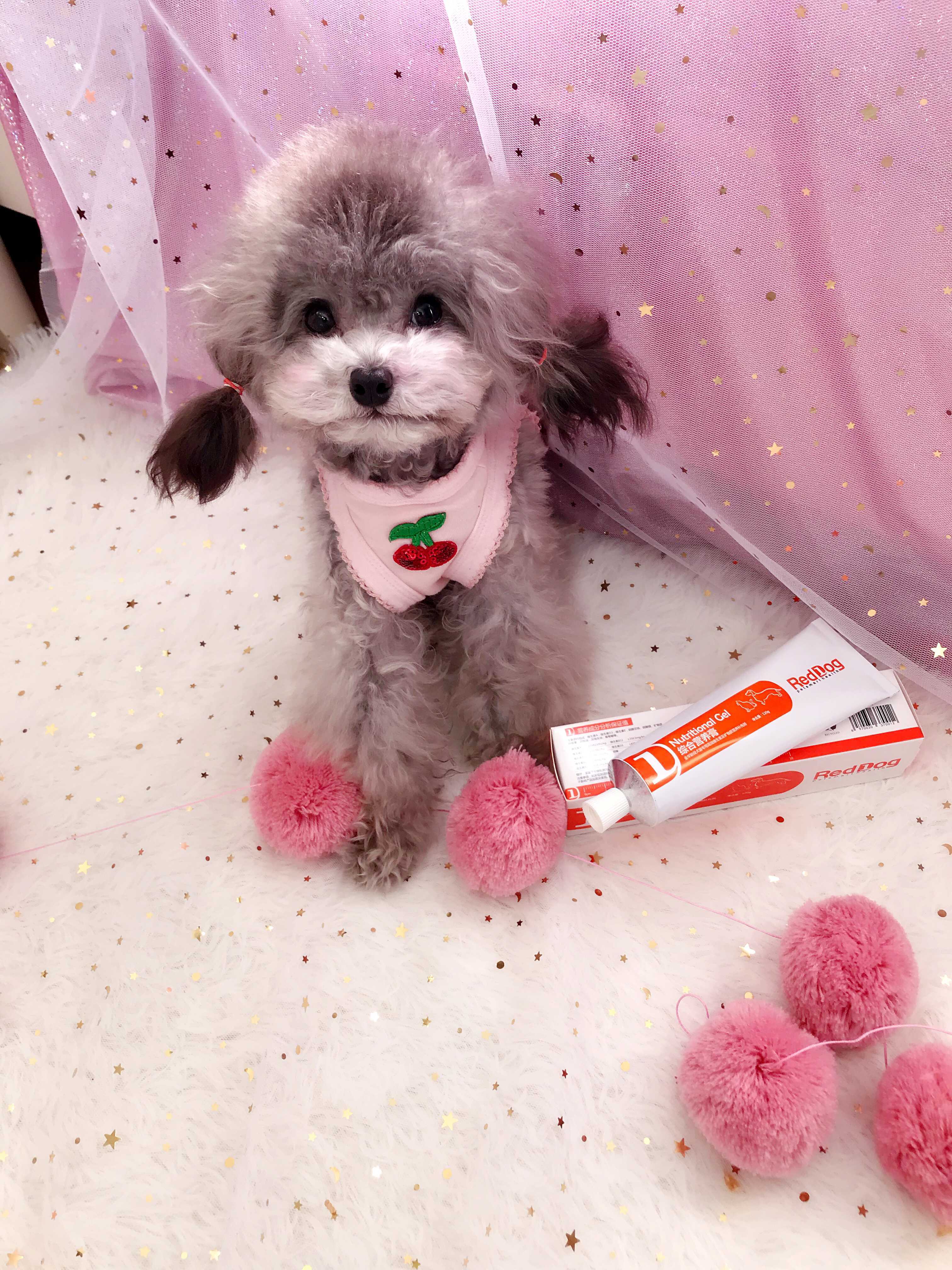 Mới nuôi dưỡng con chó đỏ kem dinh dưỡng mèo mang thai mèo con với trại chó cưng - Cat / Dog Health bổ sung sữa cho chó mẹ và chó con