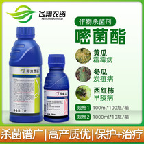 Syngenta Amisidazoxystrobin tomato grape downy mildew late blight powdery mildew fungicide 100ml
