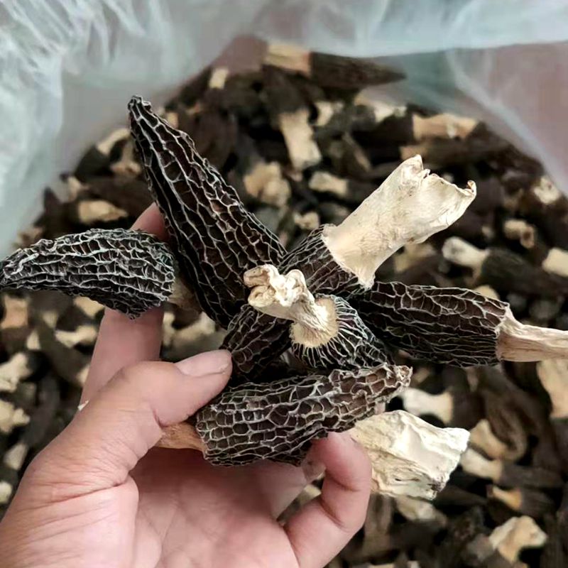 Morel dried goods 50g Yunnan wild morel premium morel mushroom Morel mushroom fresh morel morel mushroom Morel mushroom morel mushroom morel mushroom morel mushroom morel mushroom morel mushroom morel mushroom morel mushroom morel mushroom morel mushroom