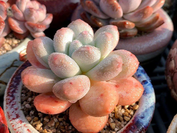 用赤玉土來種多肉 它有什麼優缺點 淘寶海外