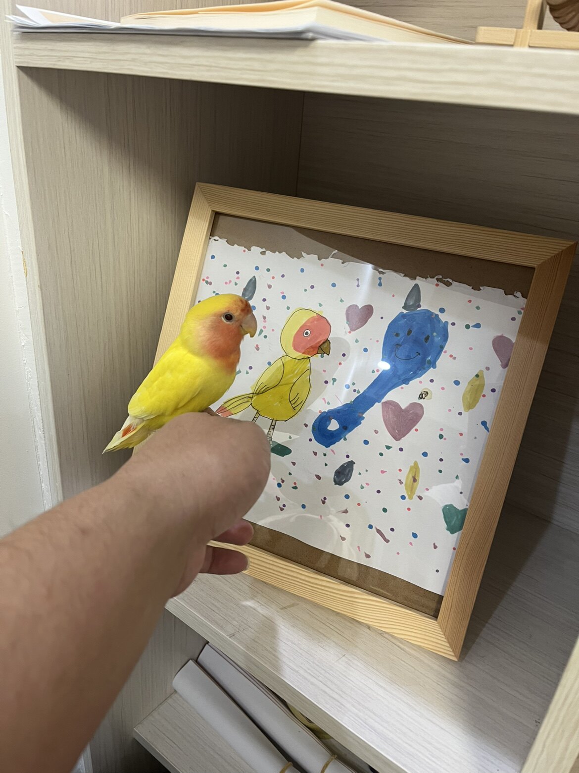 格格家的鸟粮