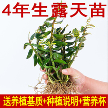 Dendrobium iron seedlings potted plants with flowers 4 years of Dendrobium orchid planting seedlings edible Dendrobium seedlings Yunnan Huoshan