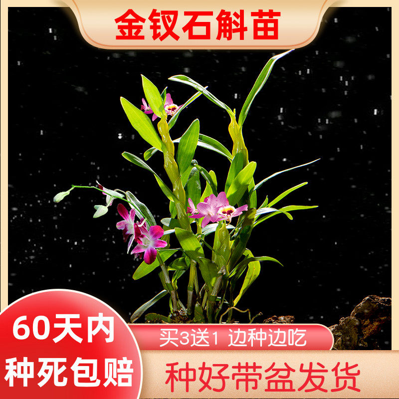 Dendrobium nobile seedlings potted Yunnan Huoshan Dendrobium seedlings with flower seedlings pot green planting Guizhou Chishui