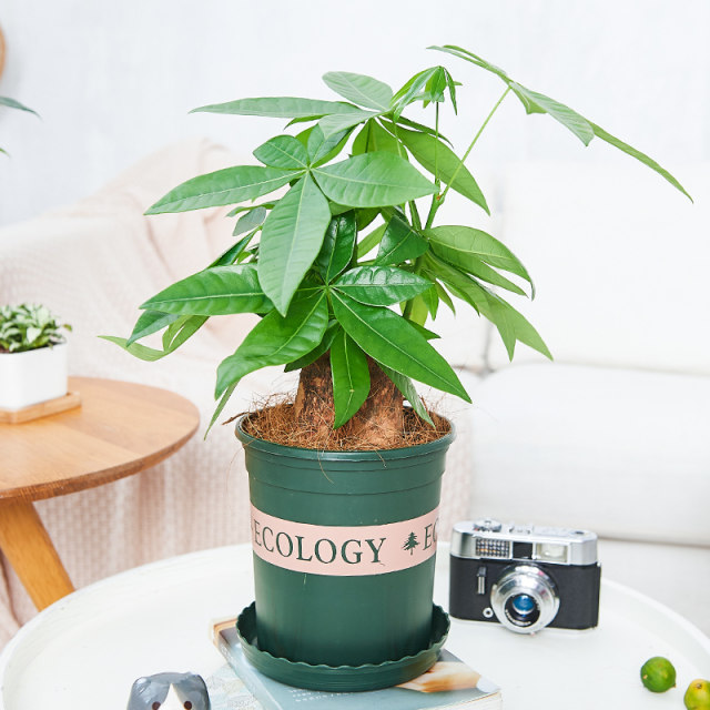 Aiyoushang fortune tree potted indoor plant desk decoration small flower pot fortune money tree desktop green plant