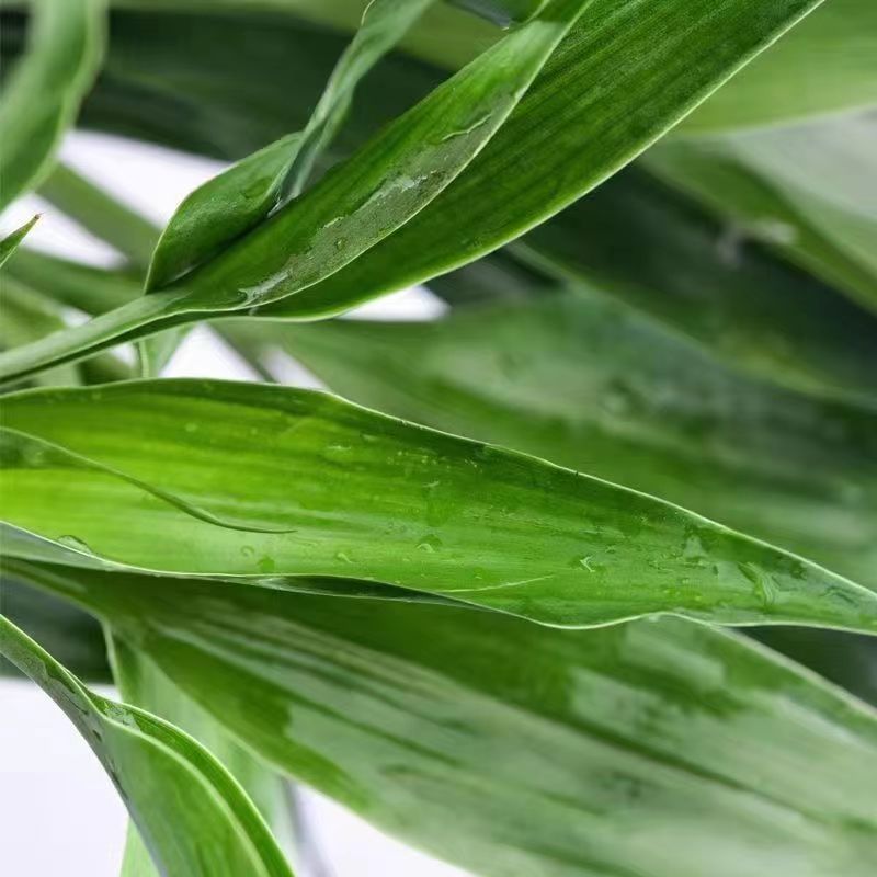 水竹之家:室内绿植新宠的秘密