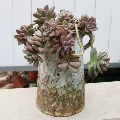 紅色老樁姬朧月多肉植物老樁吊涯樁懸崖瀑布型大型多肉包郵