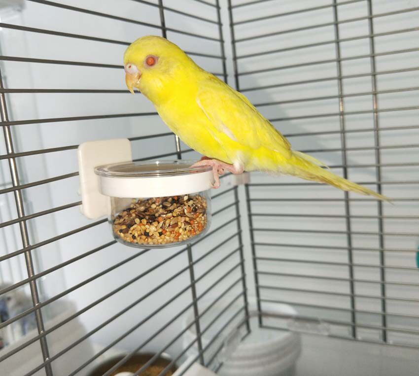 Japan imported sanko high transparent small parrot hanging water cup food bowl Food bowl Snack tank Resin