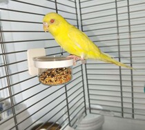 Japan imports sanko products High transparent small parrot Inner Hanging Water Cup Food Bowl Snacks Bowl Zero Food Jar Resin System