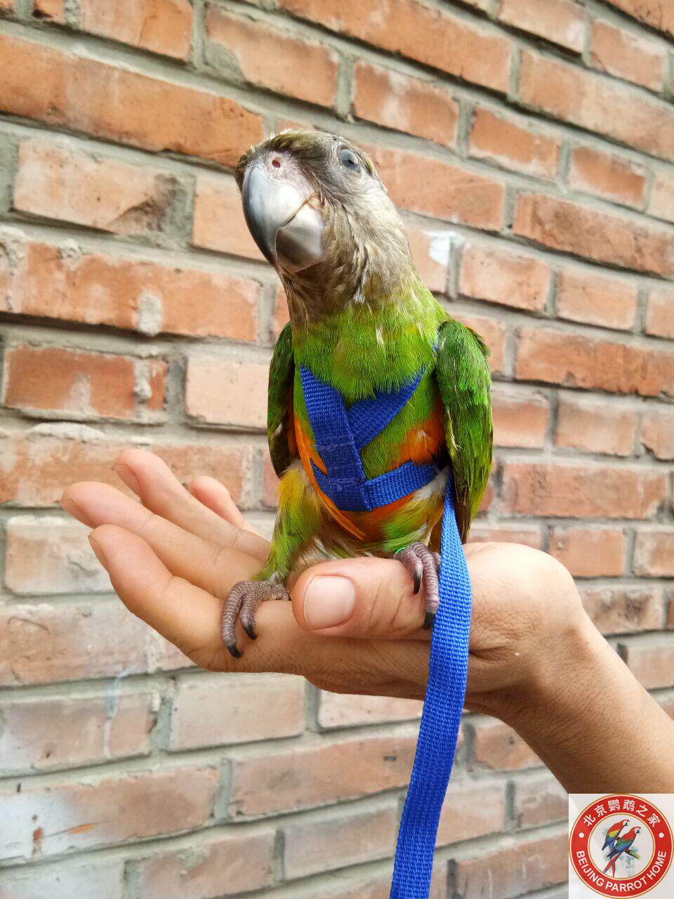 Parrot flying rope birds with a flying rope out of tow rope Two-style parrot special to put a baby bag for a bird's rope