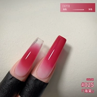 DG025 Бегония [сорт Pai Pai gua]