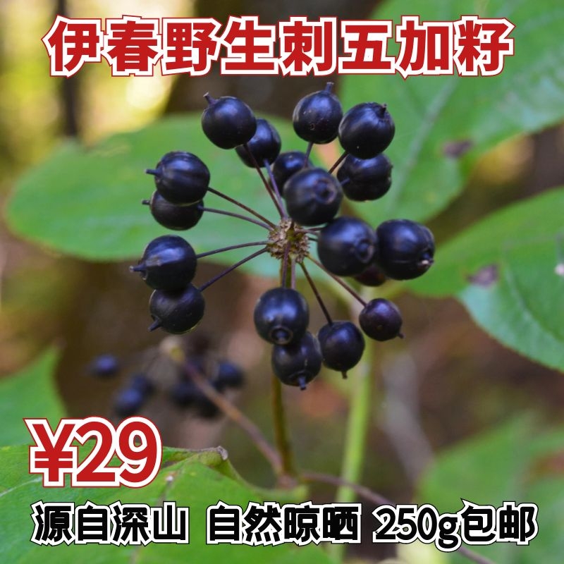 Northeast specialty Changbaishan wild Acanthopanax seed Wujia Ginseng tea Wujia Pi Fruit tonic brewing material 250g