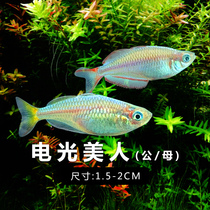 Electro-Optic Mermaid Stone Beauty Congolese Beauty Blue Beauty Electro-Optic Tropical Ornamental Fish Tropical Fish Live