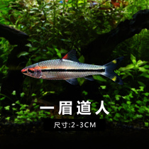 Source fish Water family One eyebrow Fish Red Brow Trails Small Freshwater Living Spectator Fish One Brood Swim Tropical Fish.