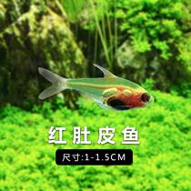 Source Fish Aquatic Red Belly Glass Red Belly Peel White Belly Leather Tropical Fish Lamp Corfish Live Small Fish Ornamental Fish