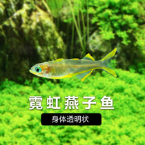 Source fish water race Neon Swallow Tropical Fish Freshwater Small Fish Lamp Corfish Live Fish Ornamental Fish Group Cruise Fish