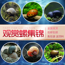 Gold Spirozebra Apple Onion Black Diamond Honeybee Snail Pet Snail Living Snail View Snail Cleaning Snail