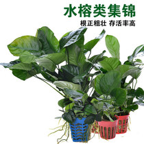 Water Grass Sloth water grass Water Banyan Water Grass Seed Water Banyan Sink Wood Water Grass Living Fish Tank Decoration Plant