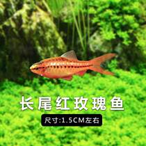 Source Fish Water Family Long Tail Red Rose Fish Tropical Fish Fresh Water Cherry Lamp Koko Living Ornamental Fish Group Cruise Fish