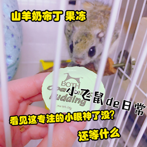 1 4 inches sleeve wrench rat honey bag Pet Generic Korea BOTH Goat Milk Pudding Jelly Squirrel snacks