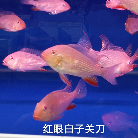 白子財神關刀魚白子紅眼藍寶石魚食土鯛熱帶魚觀賞魚活體滿額包郵