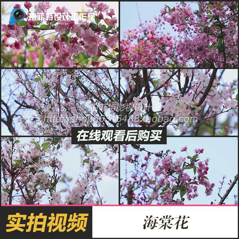 陽光透過海棠花花朵小清新唯美空鏡頭春天實拍影片素材