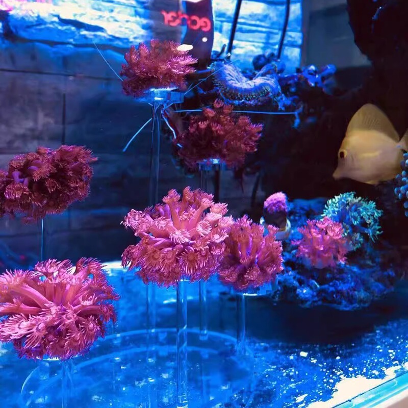 Button Coral Stand Candy Brain Landscaping Frisbee Really Took Off, the Effect Is a Dry Coral Home