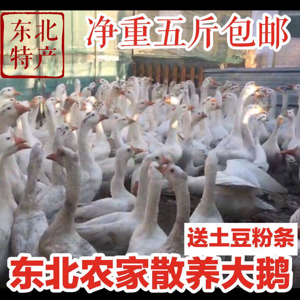 Northeast countryside Scattered Raising Goose Now Buy Now Killing Fresh Frozen Yian Goose Non Pure Grain Feeding The Whole Only Time.