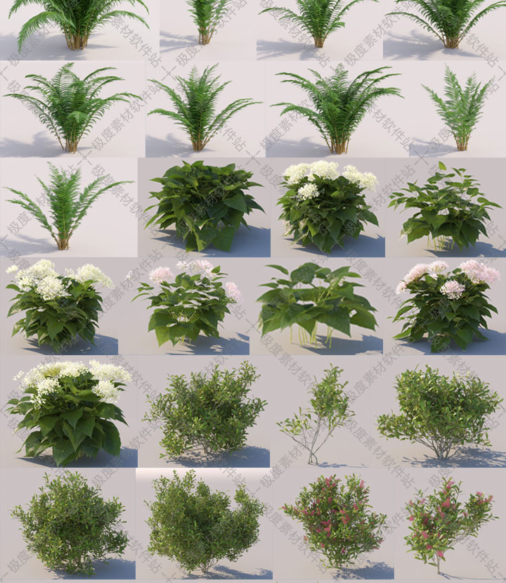 3dmax园林景观设计3D模型 3dsmax高精三维花草蕨类植物灌木素材库