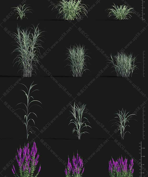 3DSMAX / VRay / Corona浮水草本植物精细3D模型素材