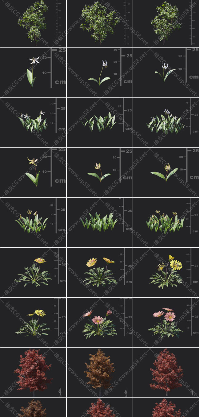 3DSMAX白百合薇甘菊甜桉树山杨菩提树薇菜鞭草精细3D模型