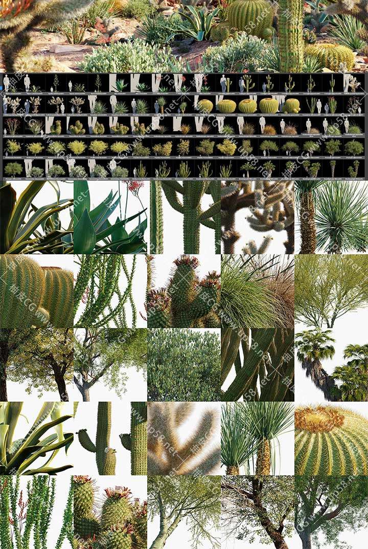3DSMAX/VRay/Corona美洲墨西哥树木灌木多肉植物精细3D模型合集