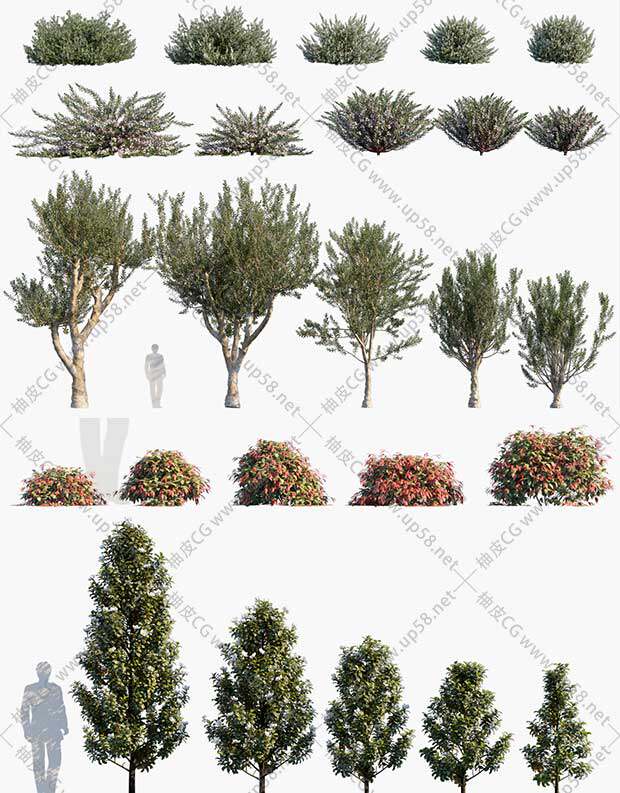 3DSMAX / VRay / Corona园林设计灌木树木植物3D模型素材