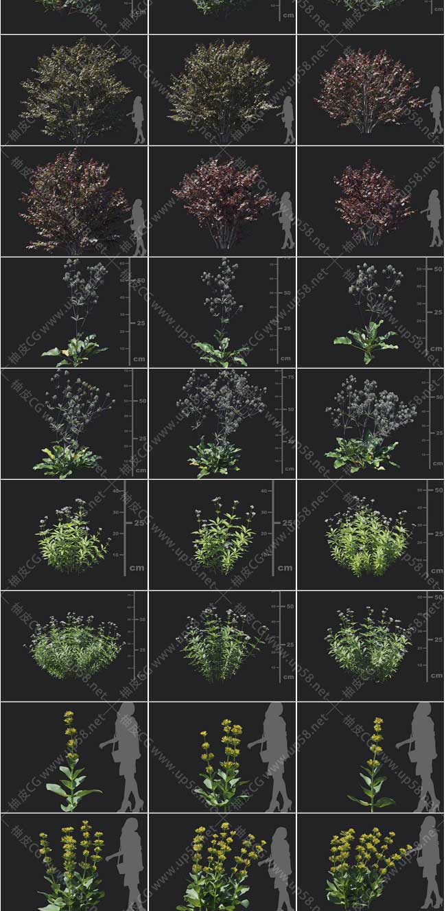 3DSMAX金缕梅冬青刺芹蓝雾树海芋大叶榛黄花龙胆精细3D模型