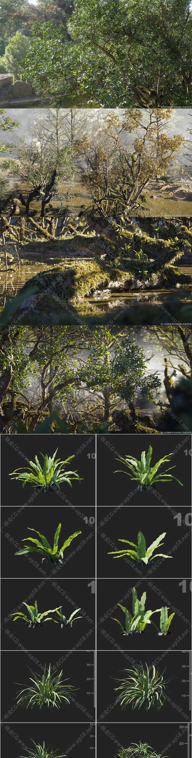 3Dsmax / VRay / Corona园林设计精细樟树玉兰水杉落羽杉鸟巢蕨植物3D模型