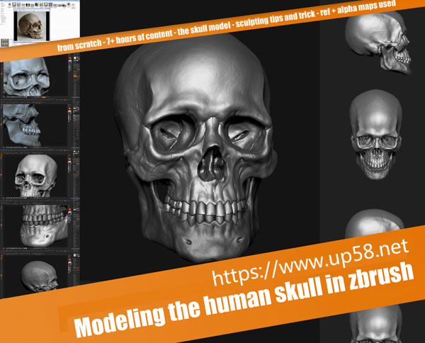 ZBrush数字精细雕刻建模人类头骨3D模型